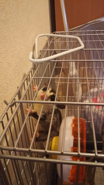 フクロモモンガ ホワイトフェイス  男の子 サムネイル2