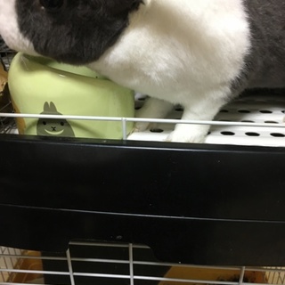 可愛いうさぎさんです！