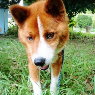 おとなしいシニア犬★★茶白 男の子