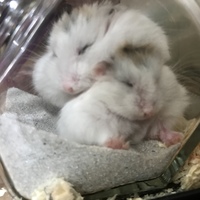 きなこ・しらたま