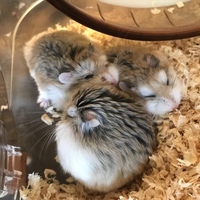 だいず・ずんだ・おはぎ