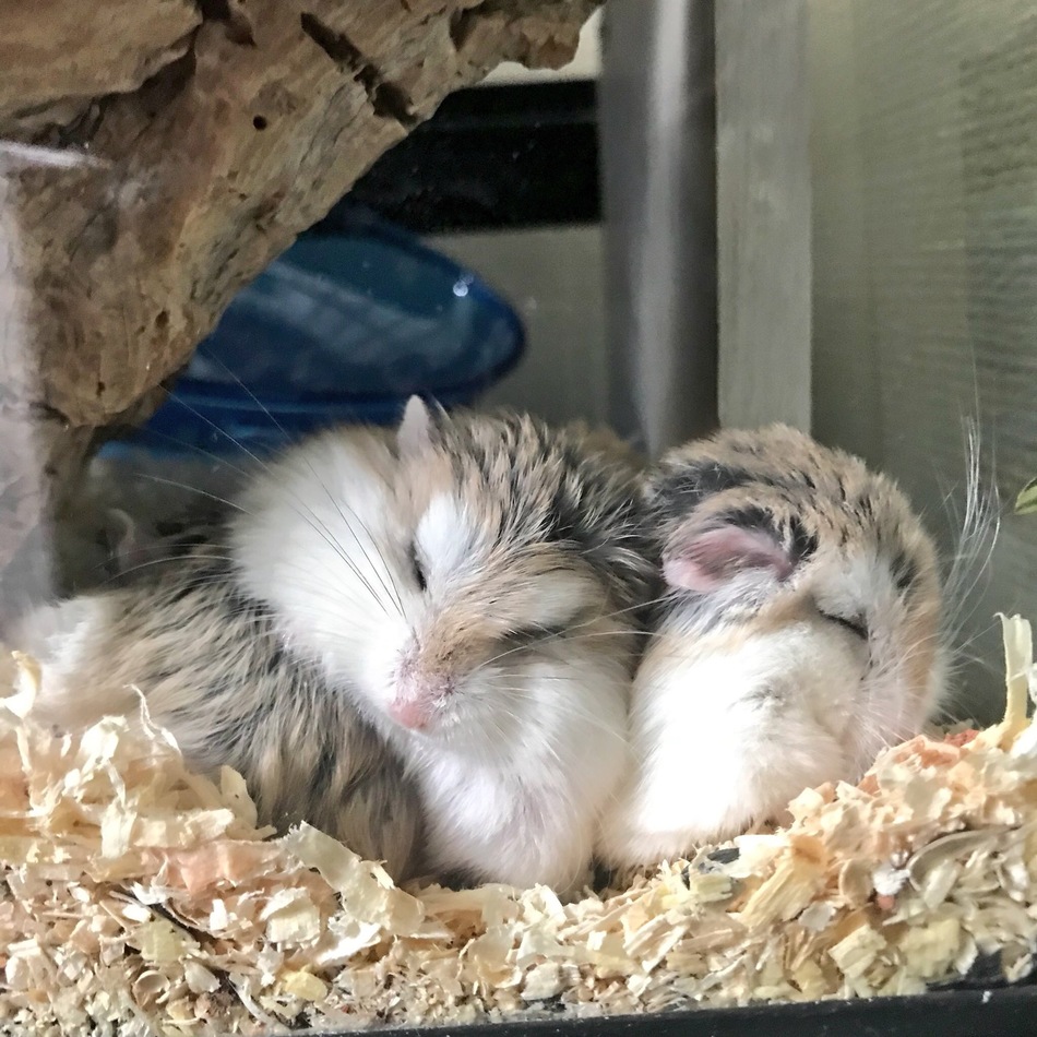 だいず・ずんだ・おはぎのカバー写真