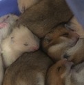 ゴルハム、キンクマ