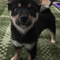 撫子