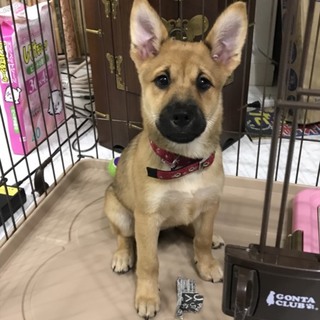 沖縄生まれ、シェパードmixの仔犬（2ヶ月）
