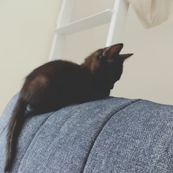 里親になりました。