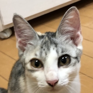 抱っこもできますレアな柄の三毛ちゃん