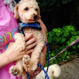 プードル  男の子★パムパム