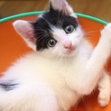 【グリード】おかげさまで里親さまが決まりました！
