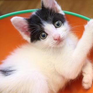 【グリード】おかげさまで里親さまが決まりました！