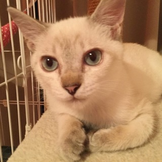 シャムミックスのマシューくん