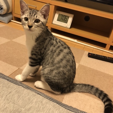 ネネの写真