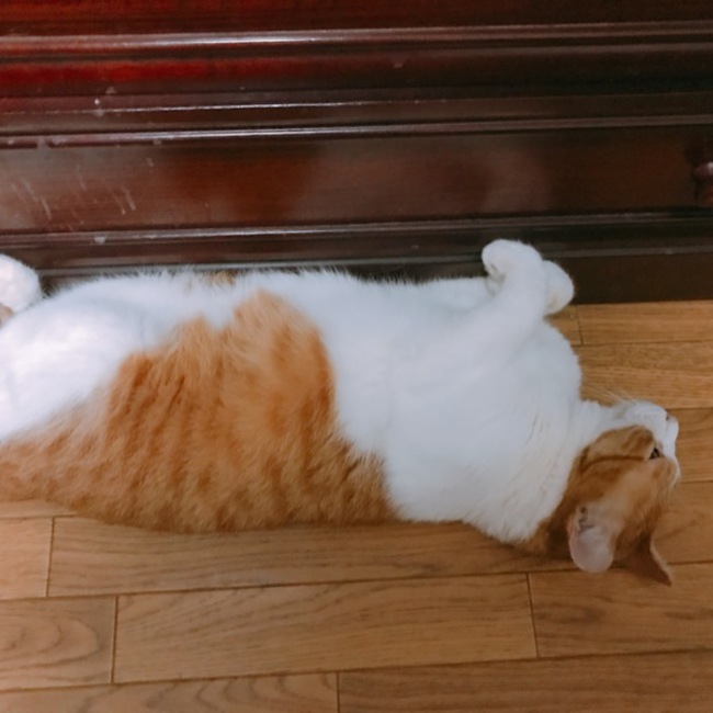 キッド葛西のカバー写真