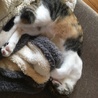 の写真