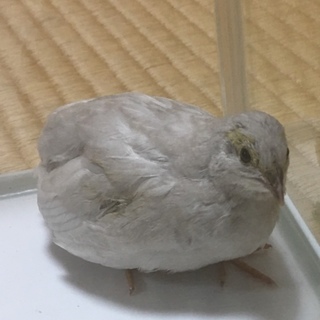 8/18産まれのヒメウズラ 2羽