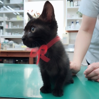魔女の宅急便ジジ似の子猫 里親さん募集