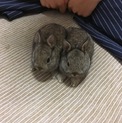 ありがとうございました。