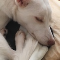 可愛い真っ白な犬のゆきちゃん