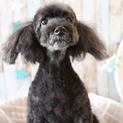 繁殖処分犬レスキュー☆ノエルちゃん