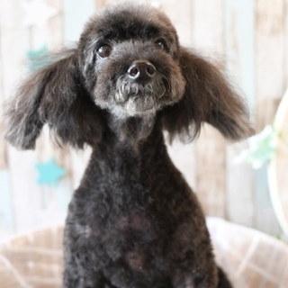 堺市西区の犬の里親募集情報まとめ ペットのおうち 月間利用者150万人