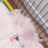 Charles・Charlie