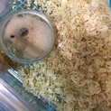 キンクマハムスター