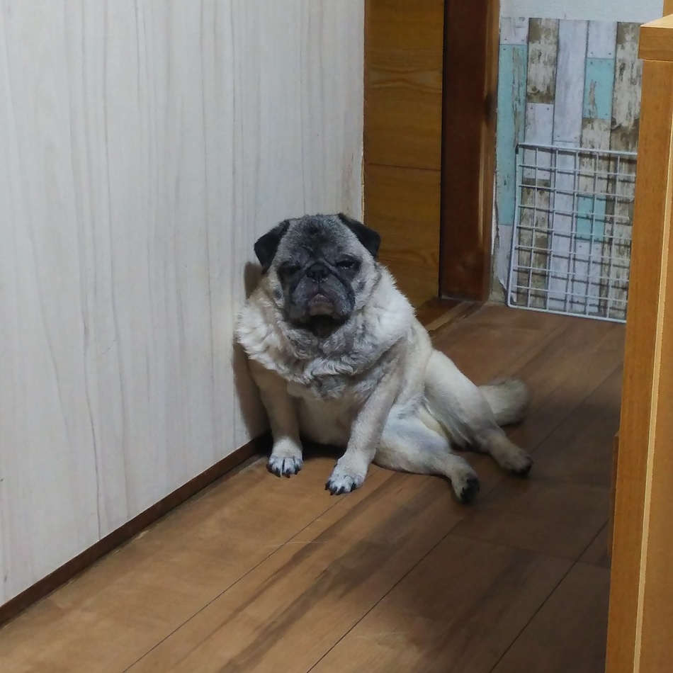 パグちぃのカバー写真