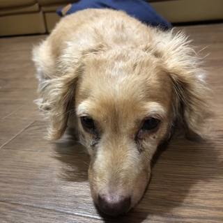 カニンヘンダックス 女の子 5歳