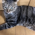 推定三歳のキジトラ 甘えん坊の男の子