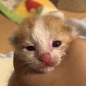 【急募】茶×白 子猫の里親募集！
