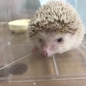 ハリネズミ シナモン メス