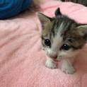 子猫の みみちゃん
