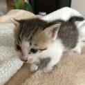 子猫の てて君