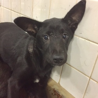 引き出されました。