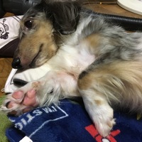 蓮