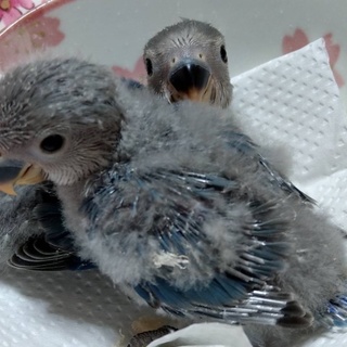 コザクラインコの雛