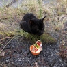 近所のいる野良猫