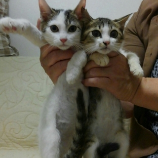 もじもじしてる2～3カ月の兄弟くん