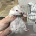 ハムスター