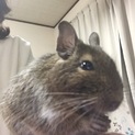 デグーが大好きな方募集！