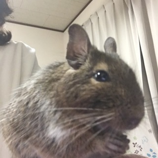 デグーが大好きな方募集！