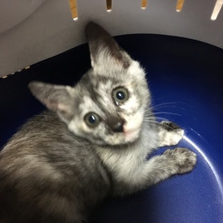 珍しいグレー系のサビ猫ちゃんです