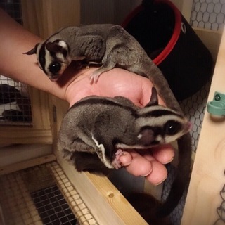 お譲り先決定・本当にありがとうございました！