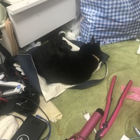 ジジ