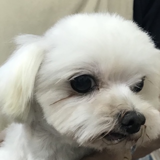 マルチーズ男の子