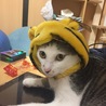 意外にも動じない