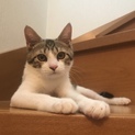 甘え上手な保護猫くん☆