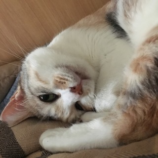 トライアル中♡珍しいパステル三毛のパスちゃん