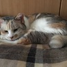 トライアル中♡珍しいパステル三毛のパスちゃん サムネイル2