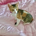 甘えん坊三毛猫親様募集中